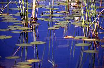 botswana lilies okovango delta